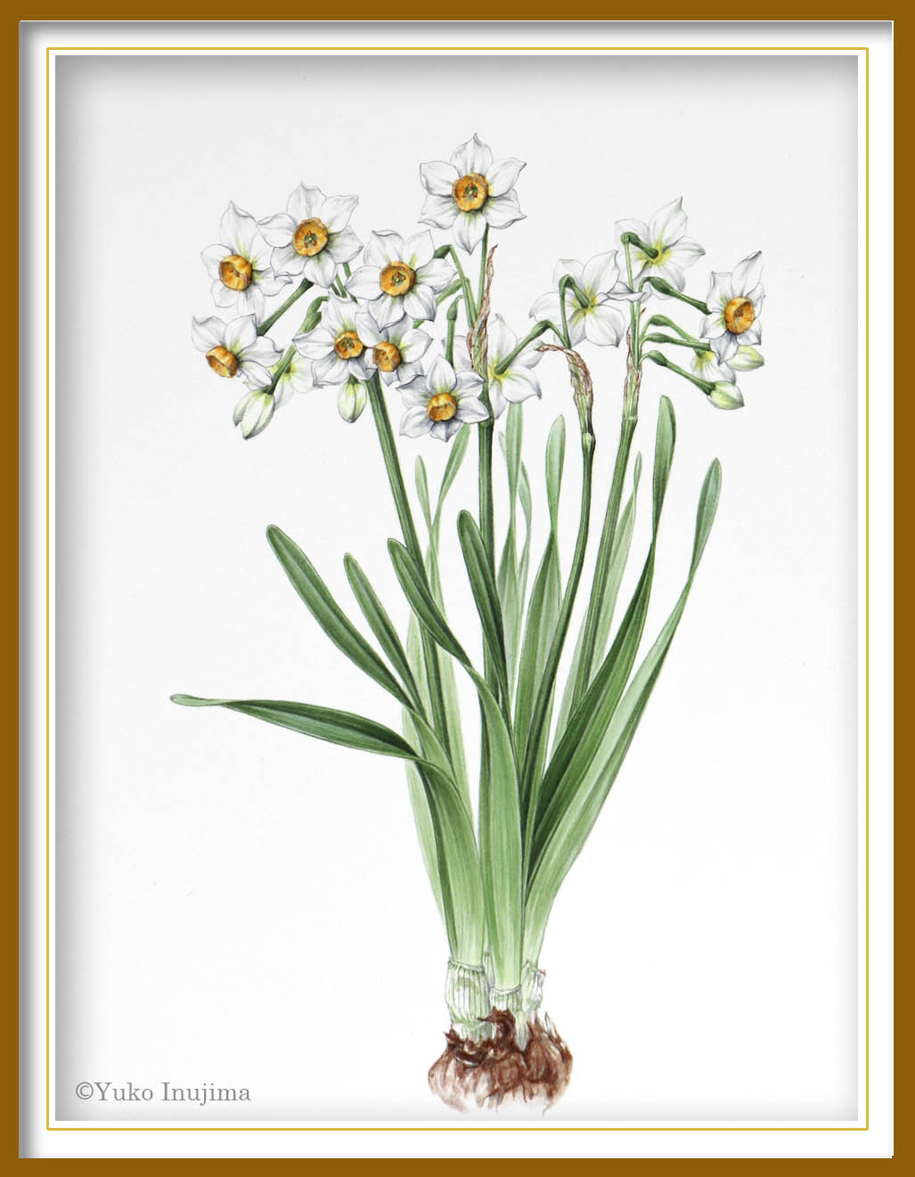 ニホンズイセン